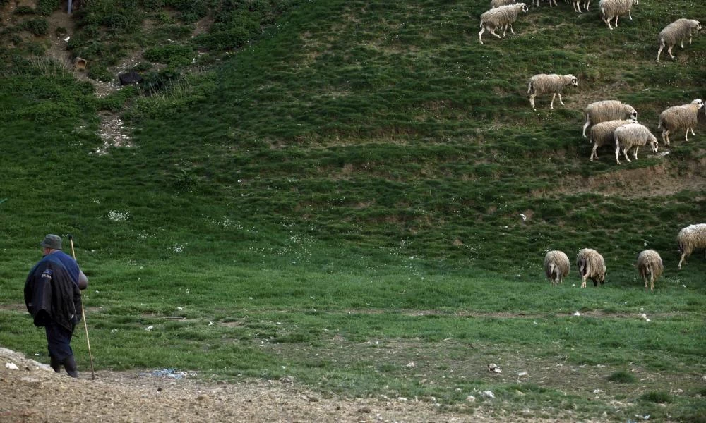 Φθιώτιδα: Νεκρός σε δάσος ο αγνοούμενος βοσκός – Οι τελευταίες στιγμές της ζωής του